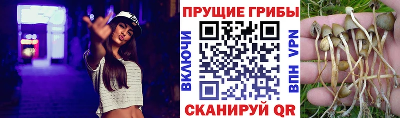 Купить где  Кропоткин  Галлюциногенные грибы GOLDEN TEACHER 